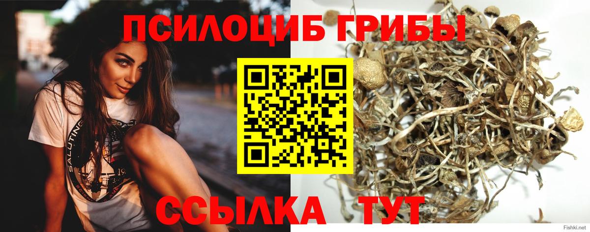 Псилоцибиновые грибы мицелий Зеленодольск
